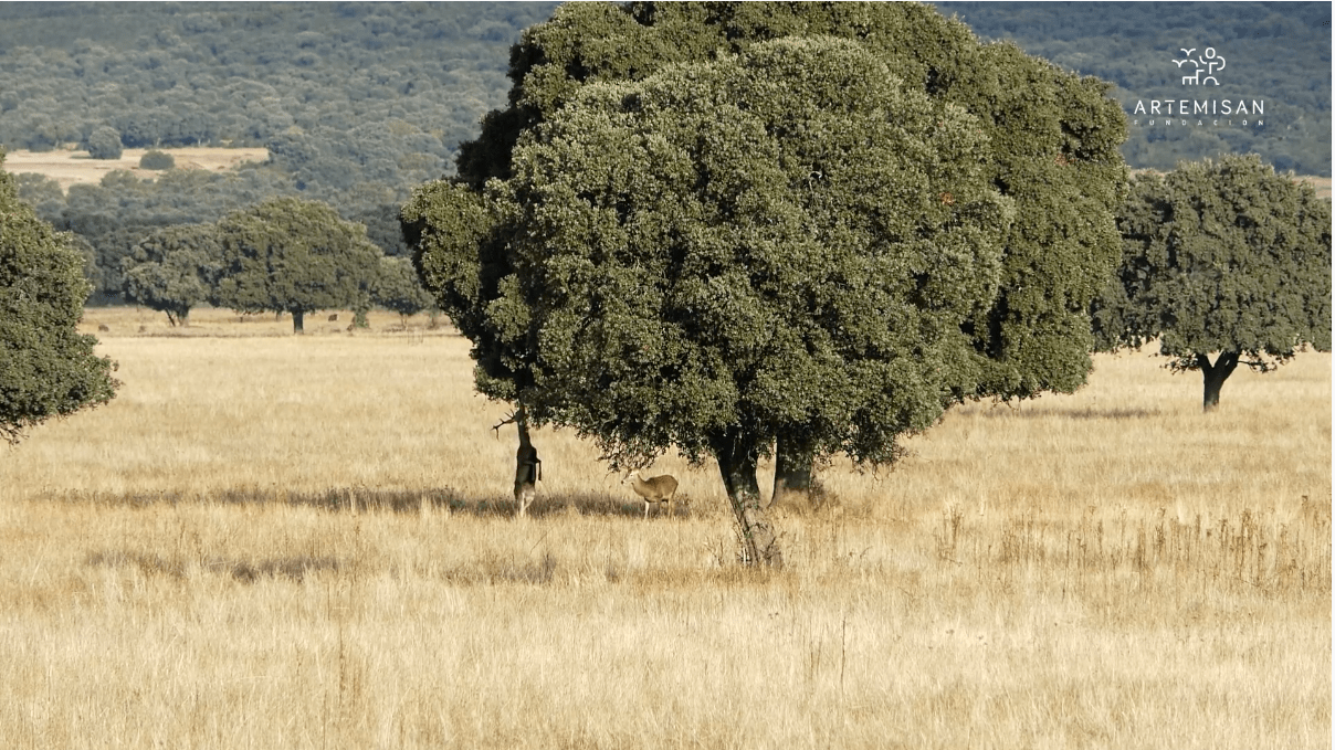 Ungulados en Parque Nacional