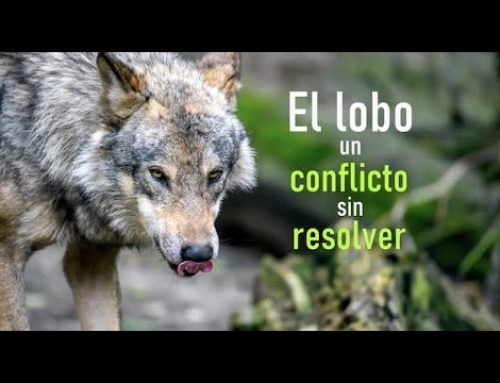 El lobo. Un conflicto sin resolver