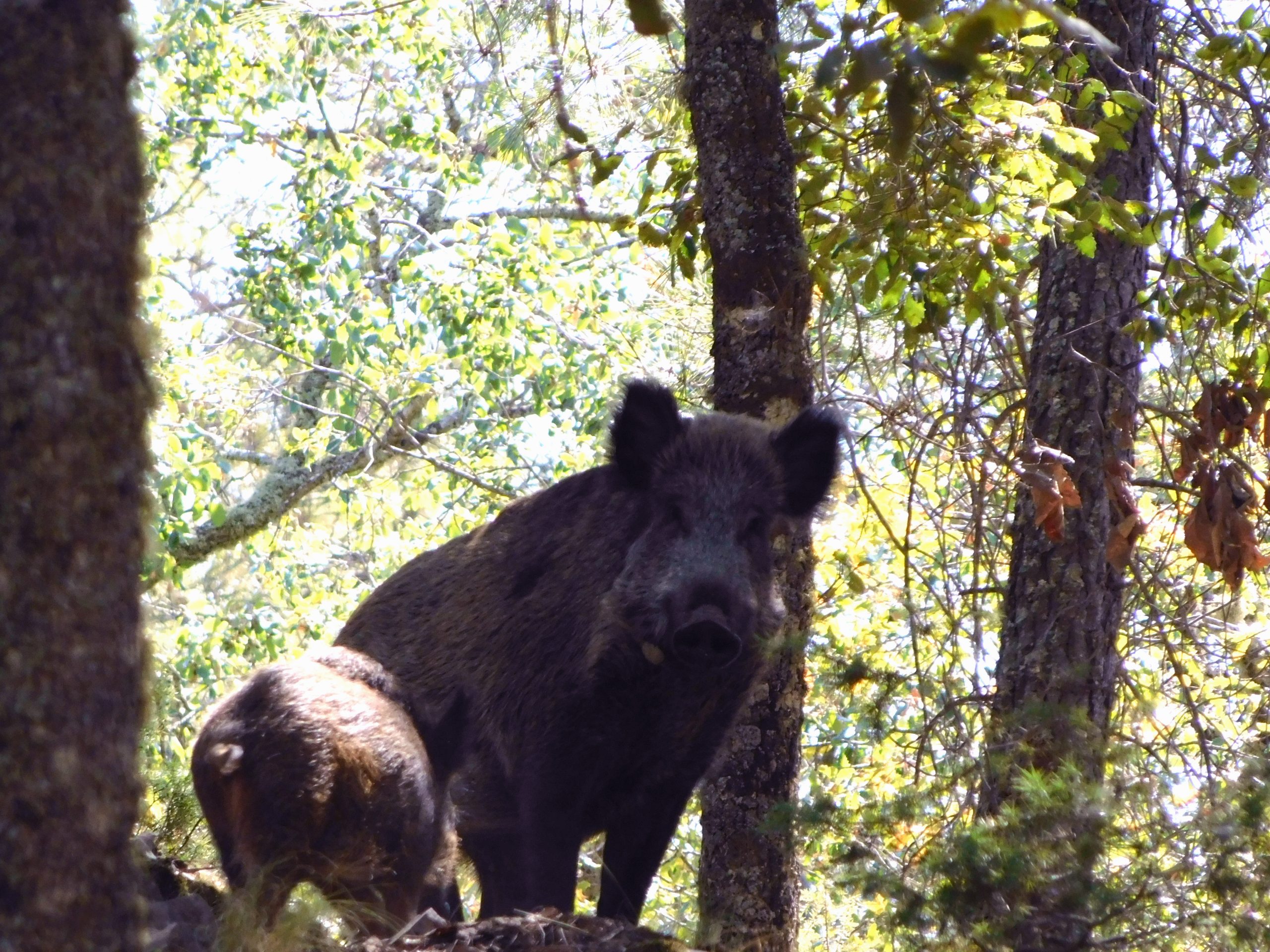 jabalíes, caza