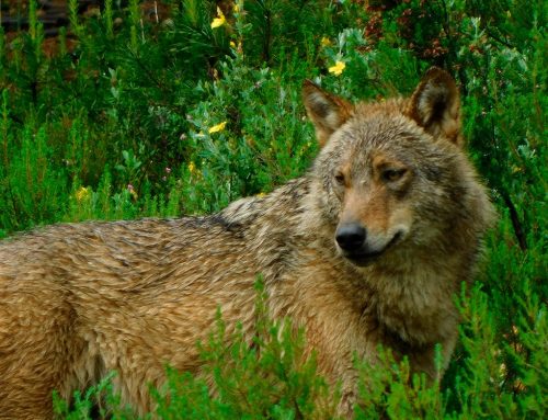 La justicia vuelve a dar la razón a Fundación Artemisan y confirma la legalidad del Plan de Gestión del Lobo en Cantabria