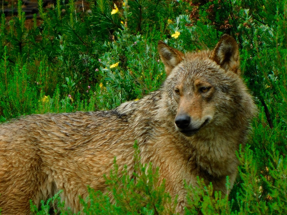 Lobo, la mayor traición al mundo rural - Fundación Artemisan