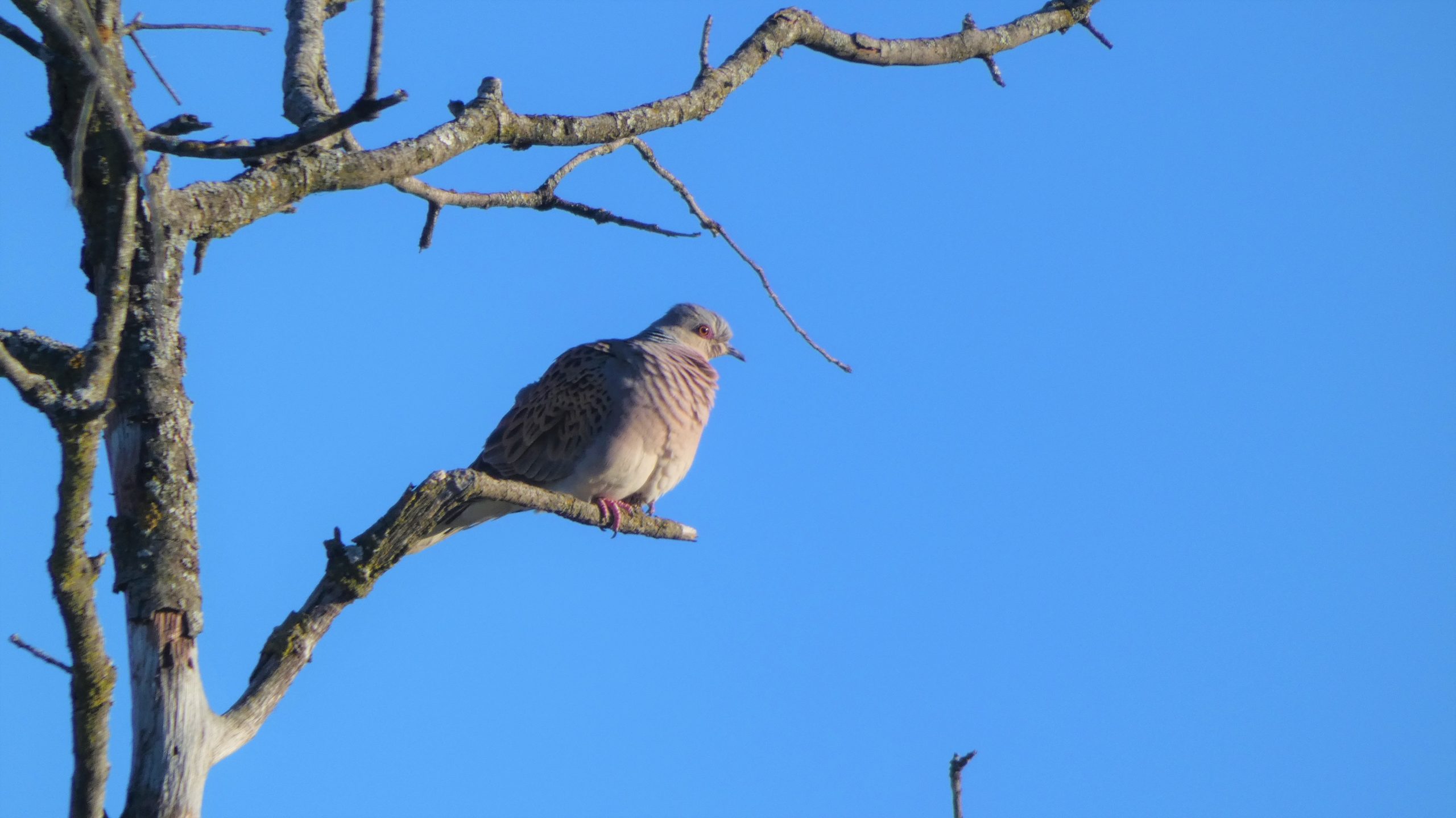 tortola, proyecto PIRTE Extremadura, Artemisan
