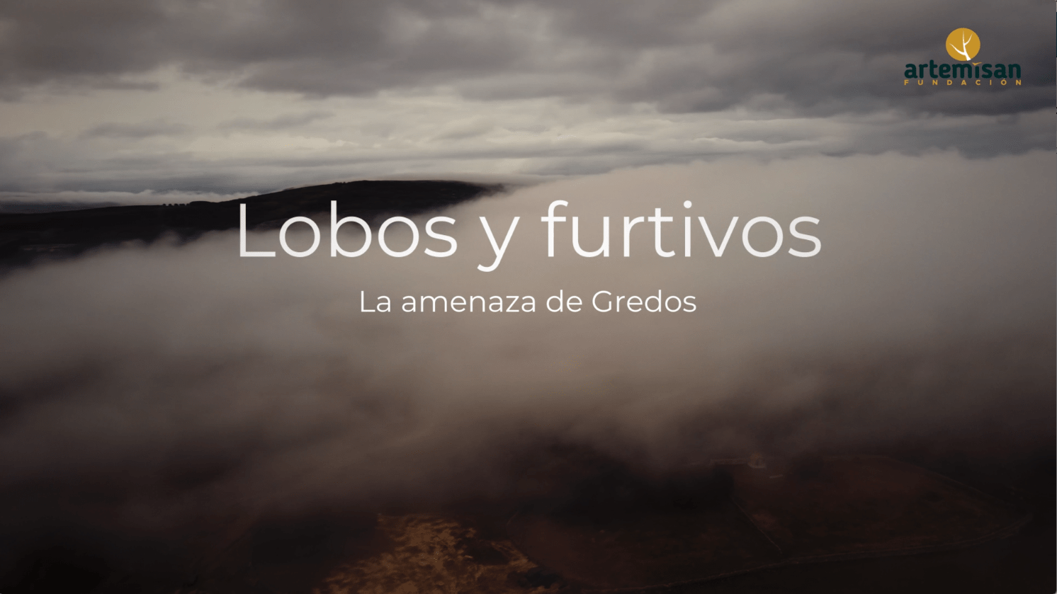 Fundación Artemisan estrena la primera parte del documental 'Lobos y  furtivos, la amenaza de Gredos'