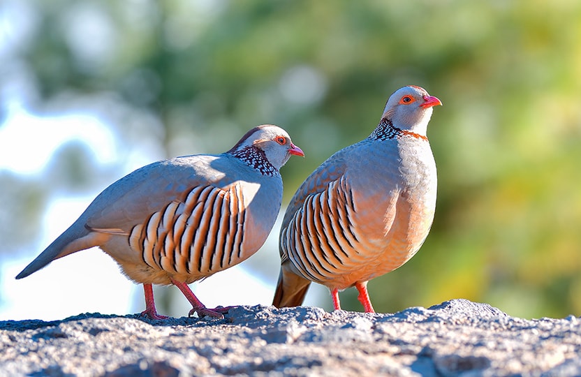aves proyecto monitorización de fauna en fuertenventura