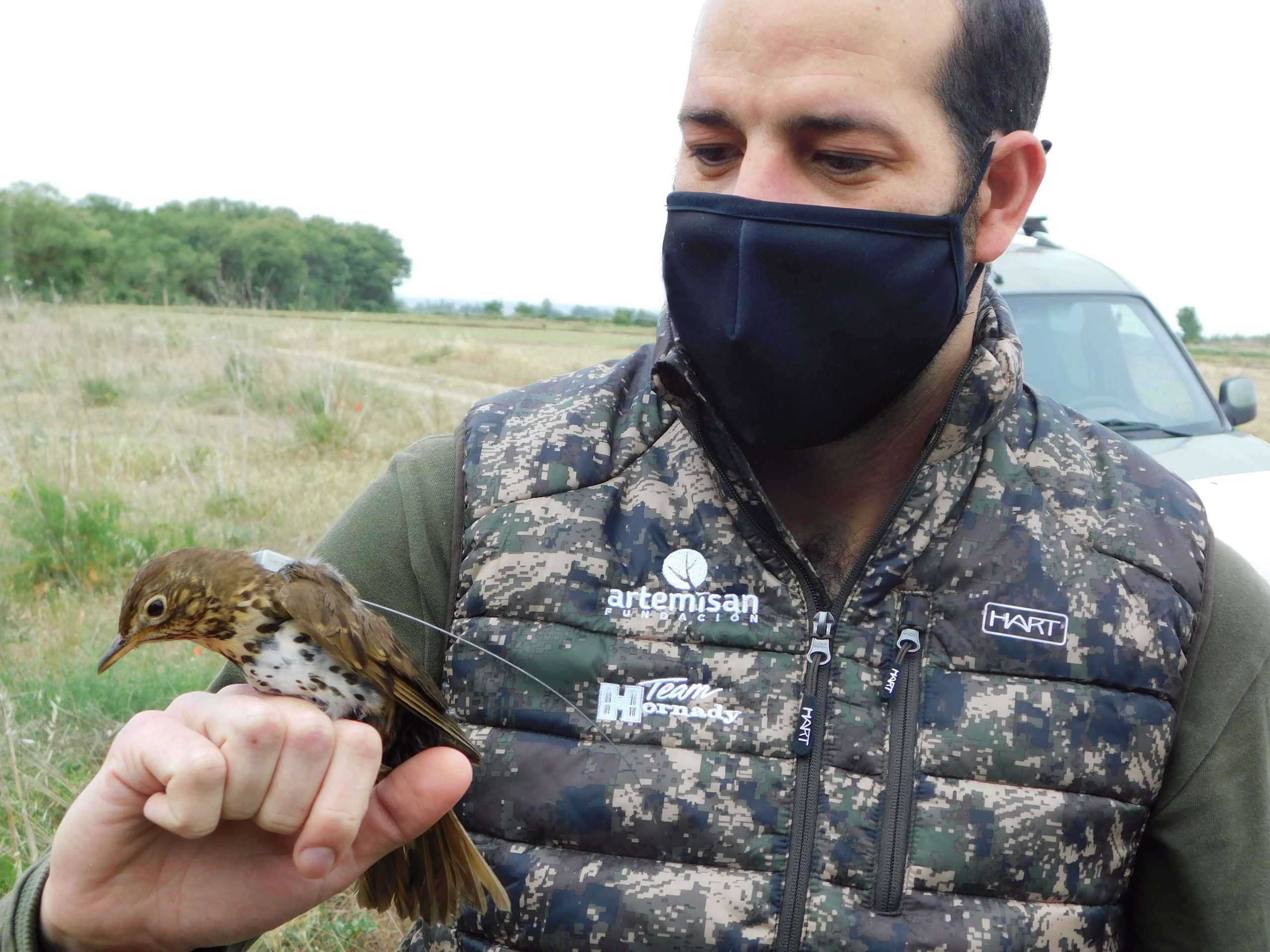 zorzal anillado por GPS en el proyecto Zorzales