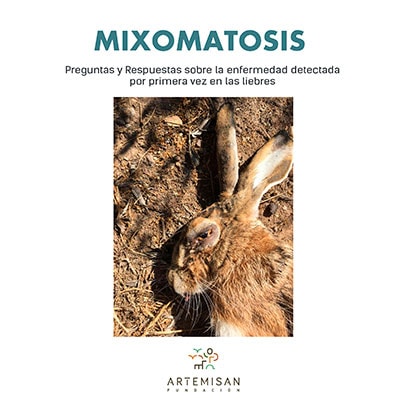 Mixomatosis detectada por primera vez en liebres