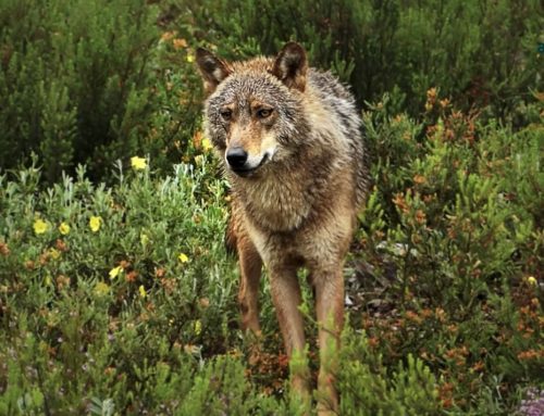 Fundación Artemisan pide al Gobierno de España que escuche al Parlamento Europeo y rectifique la protección del lobo