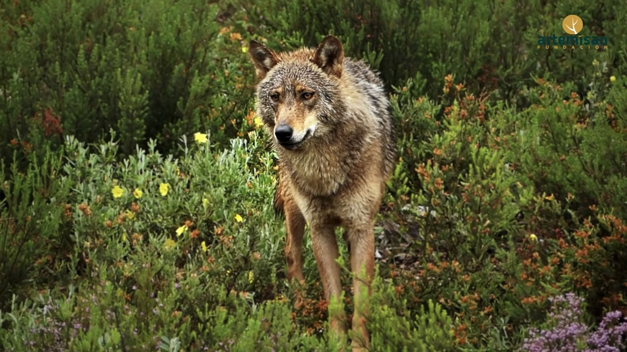 lobo