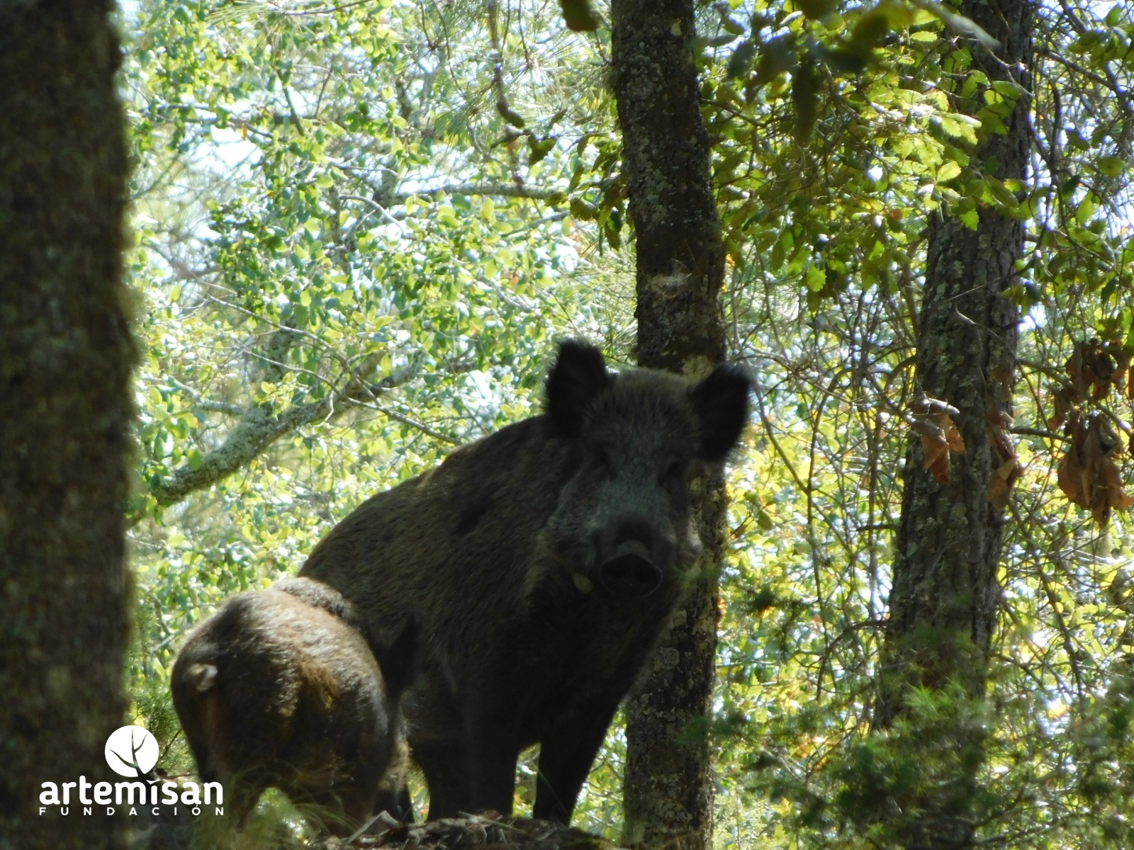 jabali, orden de vedas de extremadura demanda