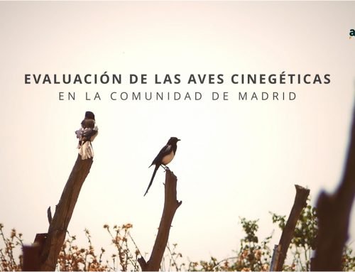 Concluye el estudio de Evaluación del estado de las aves cinegéticas en la Comunidad de Madrid