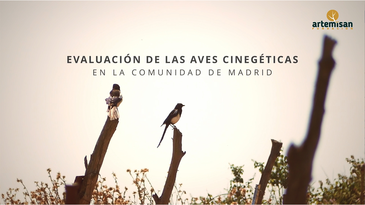 Estudio evaluación aves cinegéticas madrid