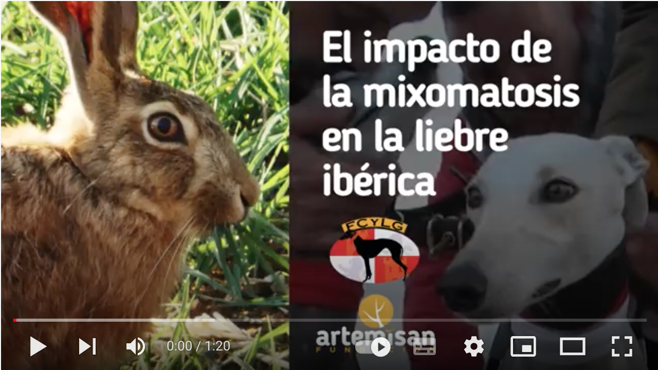 estudio mixomatosis liebres