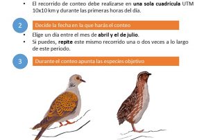 campaña de censos de aves migratorias estivales del Observatorio Cinegético