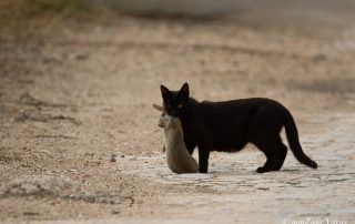 gato cazando un conejo. gatos asilvestrados daños a la fauna, colonias de gatos