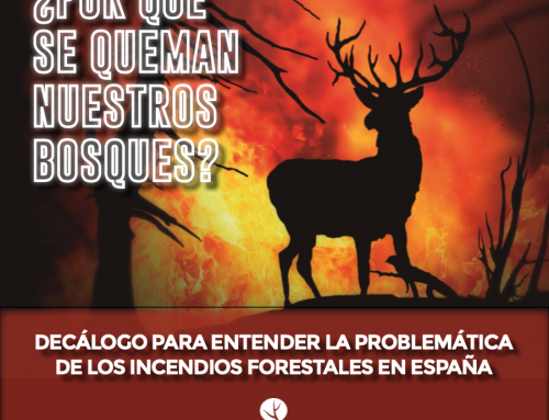 Diez puntos para entender por qué se queman los bosques españoles y soluciones