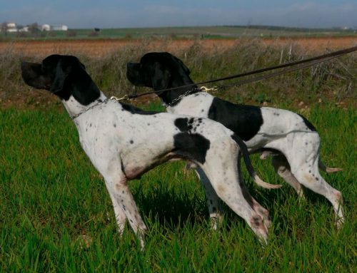 La Ley Animalista ignora la problemática de los perros robados en España
