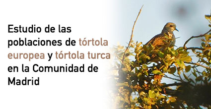 Estudio de las poblaciones de tórtola europea y tórtola turca en la Comunidad de Madrid