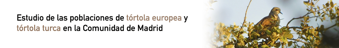 Estudio de las poblaciones de tórtola europea y tórtola turca en la Comunidad de Madrid