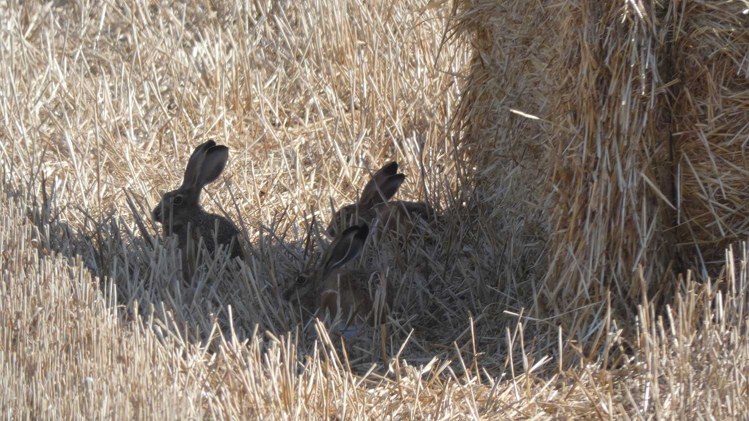 estudios liebre y tórtola común de Fundación Artemisan