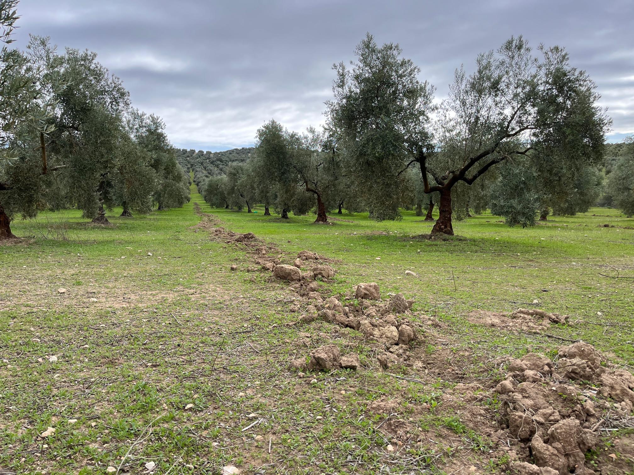 Olivar del proyecto Framework