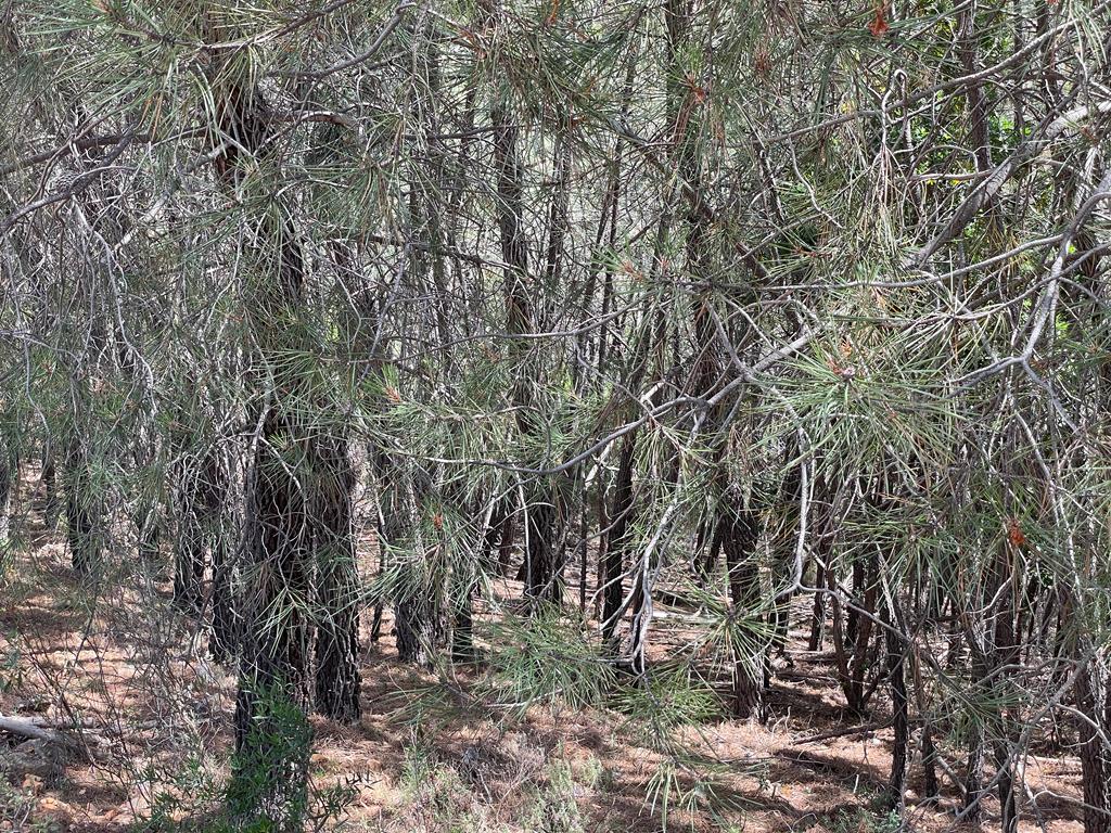 Parque Nacional de Monfragüe tras el incendio de 2022. Foto de Paco Castañares. Incendios. incendio fuego