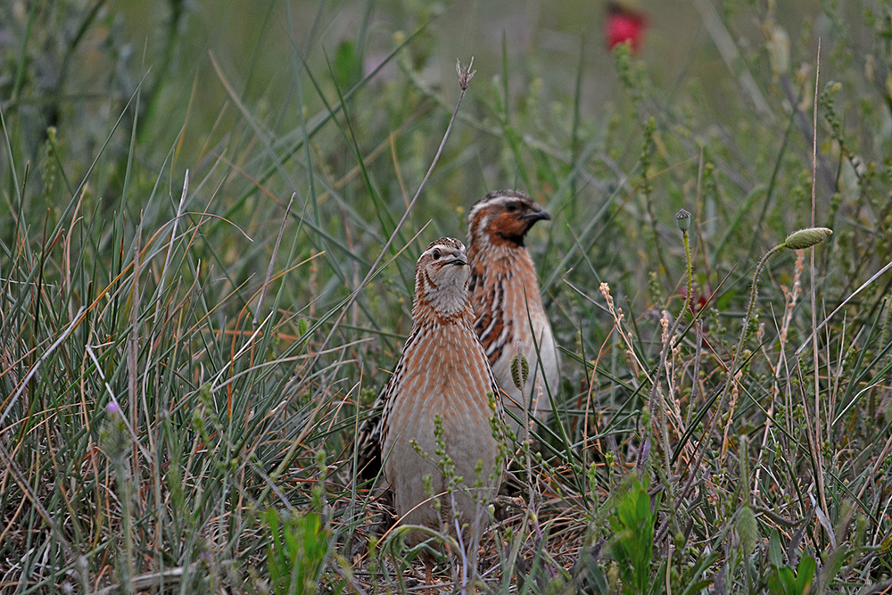 Coturnix, codorniz, fotografía de José Manzano
