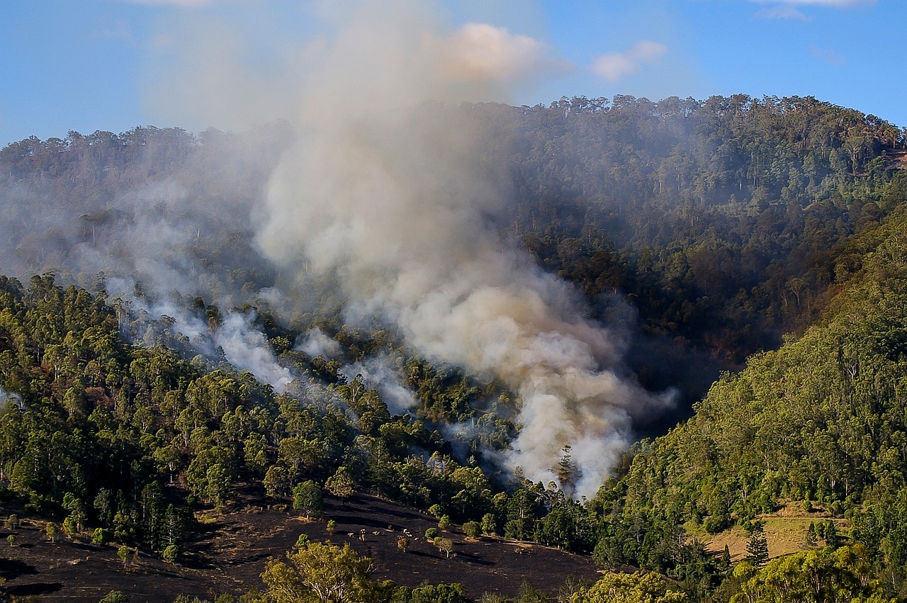 incendio forestal, incendios