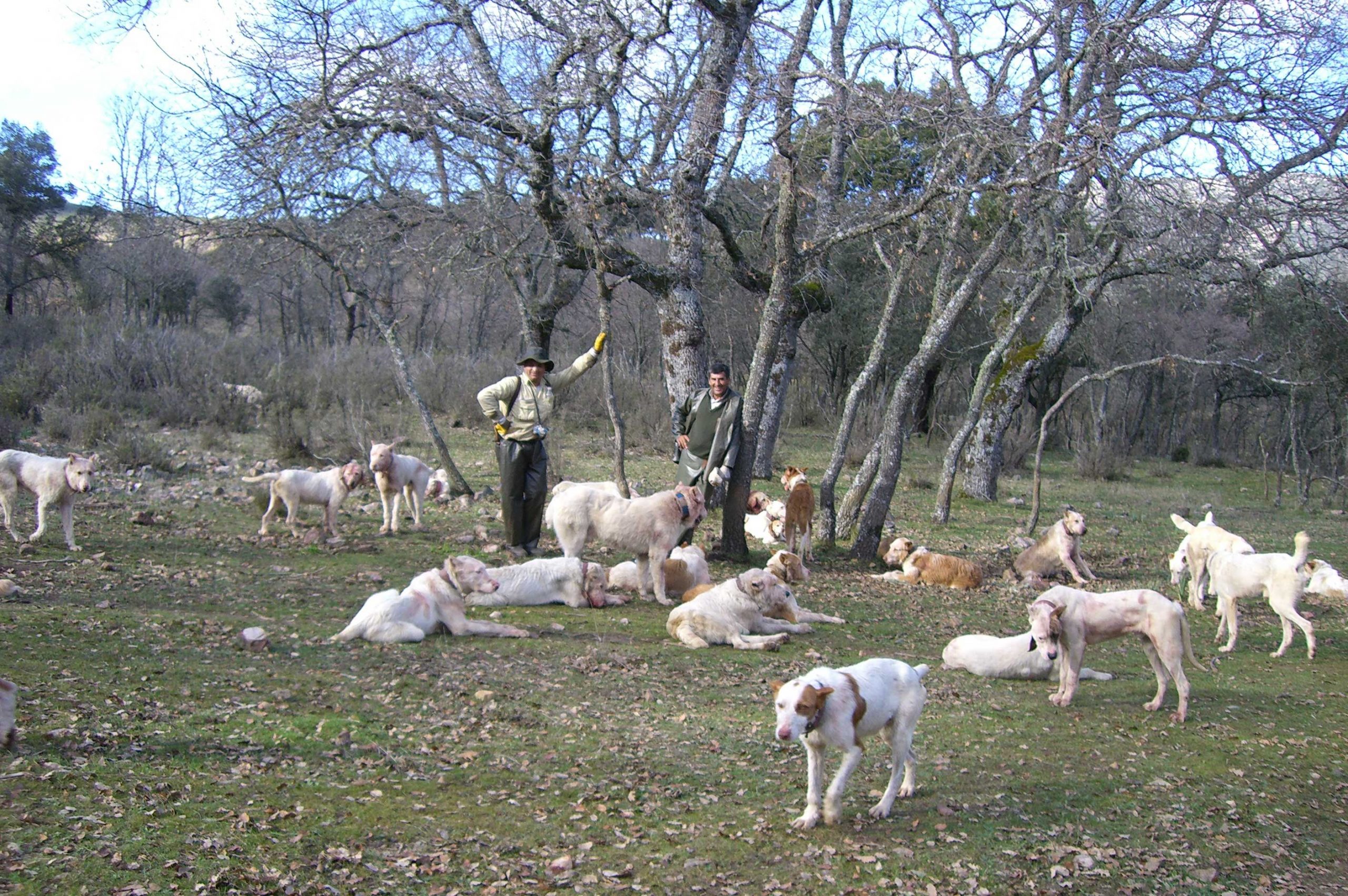 rehaleros españoles. Rehala perros caza