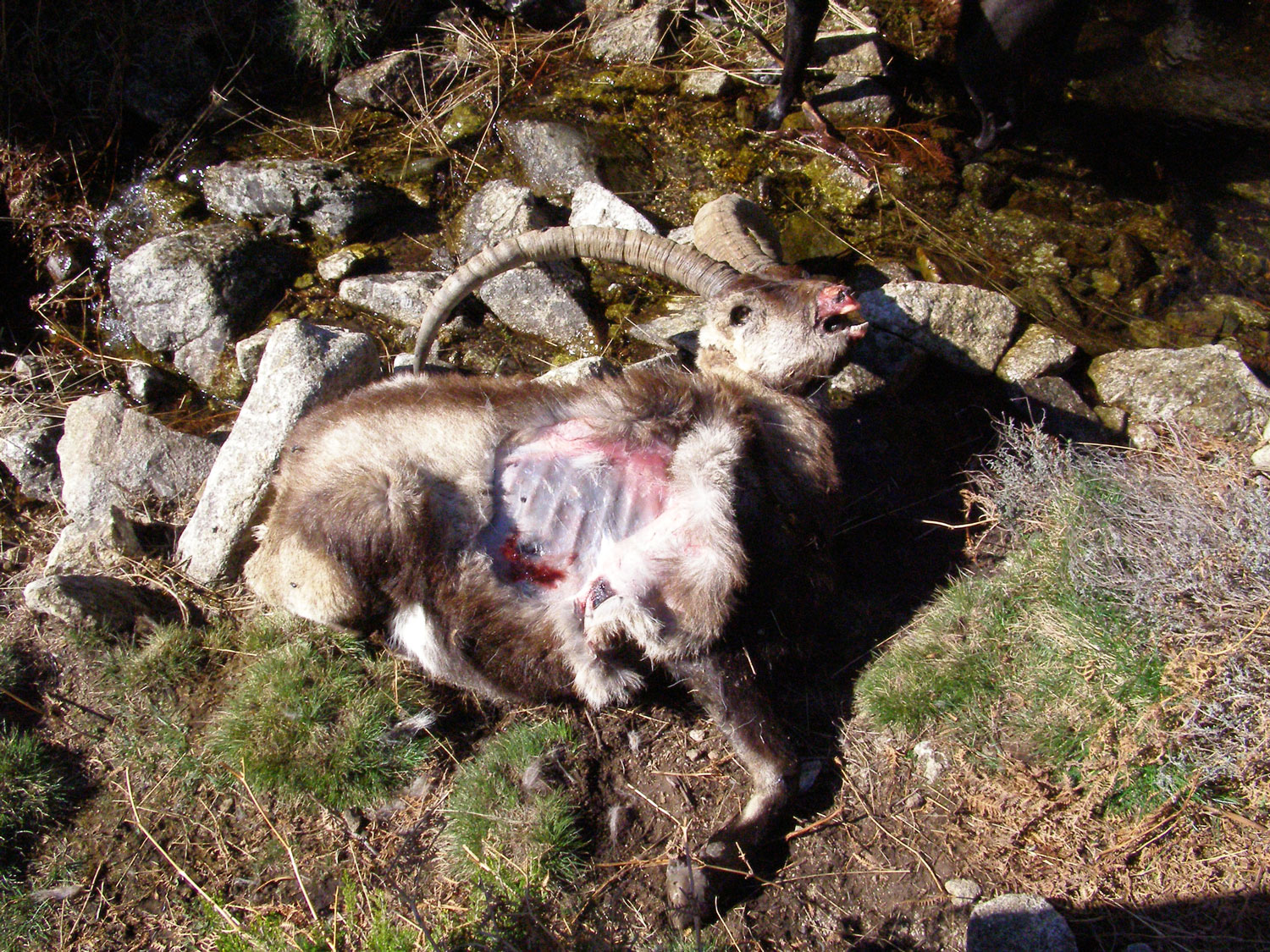 cabra montés abatida por furtivismo en Sierra de Gredos. Furtivos