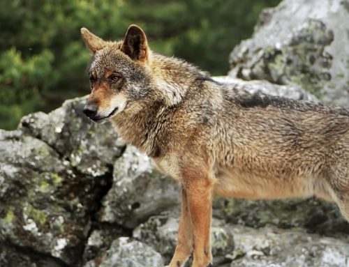 La población de lobo ibérico en España ha aumentado un 26 % desde el año 2014