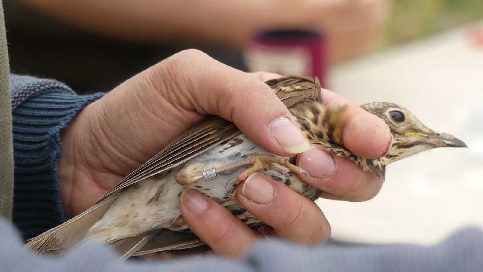 zorzal con anilla, anilladores, anillador