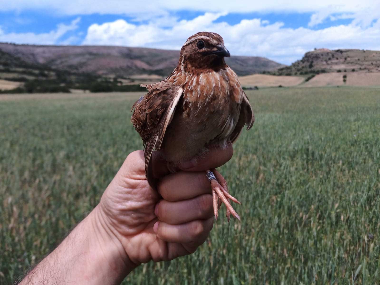 codorniz capturada con el metodo SEC para anillamiento y análisis