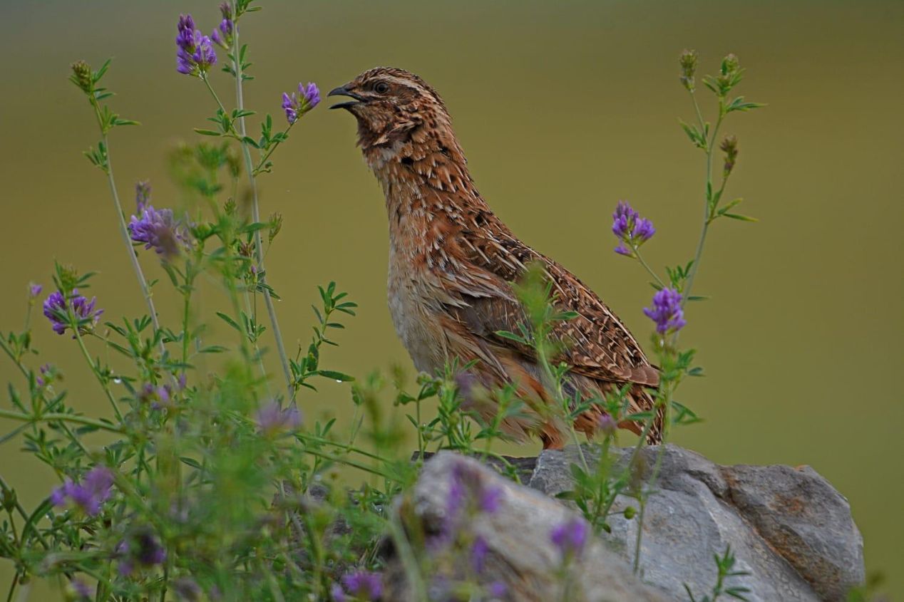 codorniz, proyecto coturnix. fotografía de José Manzano