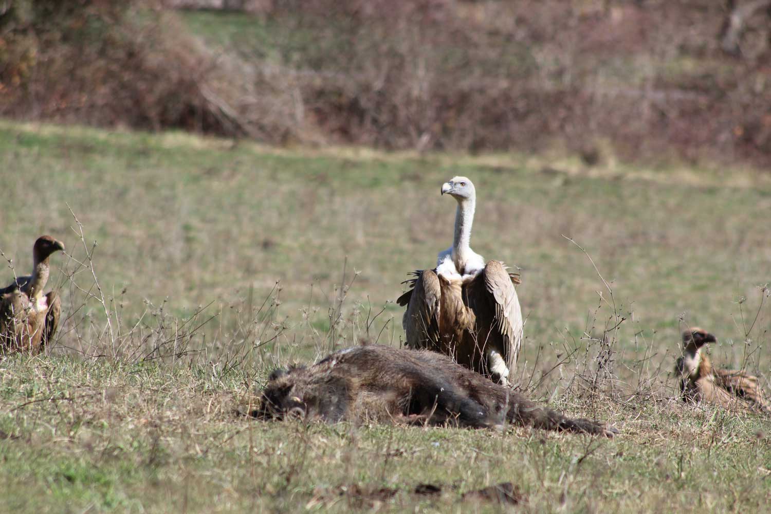 Buitre, aves carroñeras proyecto Bergara y Fundación Artemisan