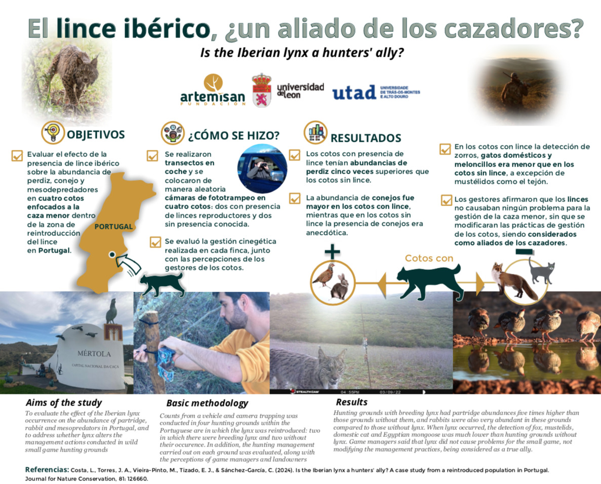 infografía lince ibérico, aliado de los cazadores