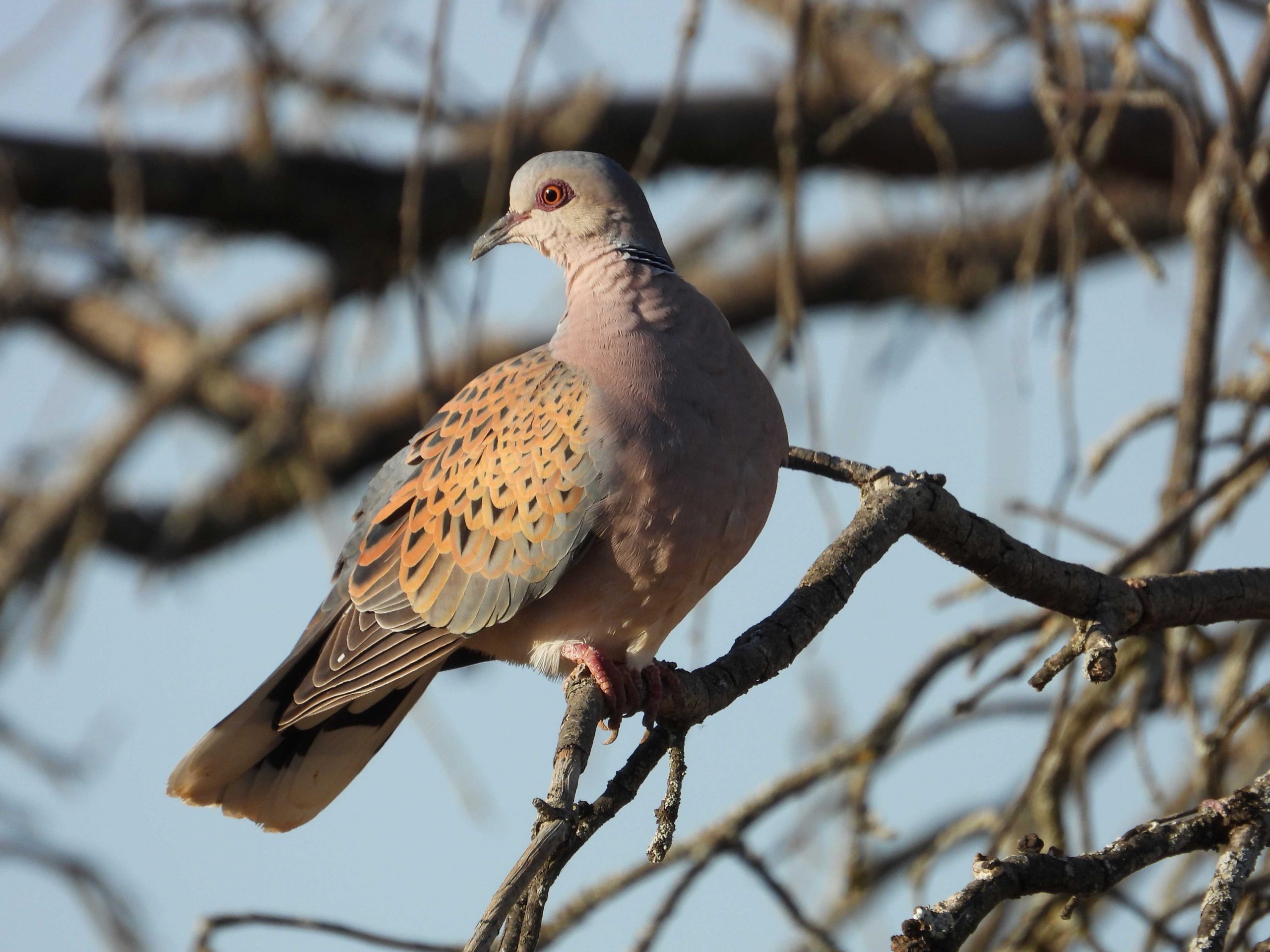tórtola. Proyecto PIRTE Fundación Artemisan