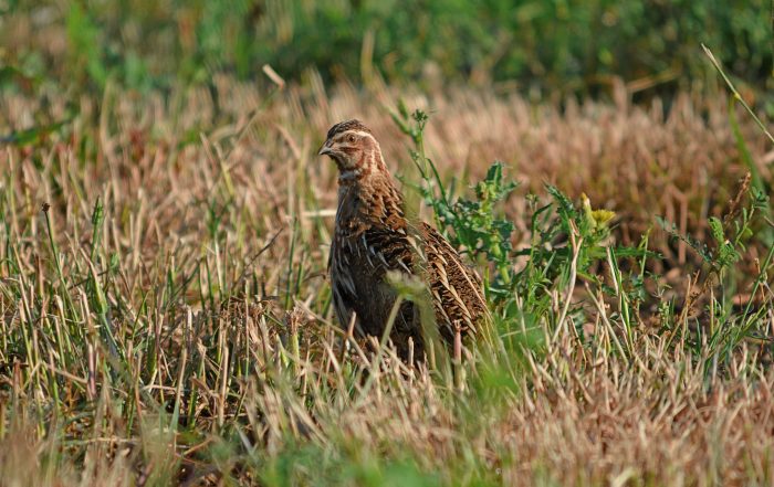 Codorniz, fotografía de José Manzano, proyecto Coturnix