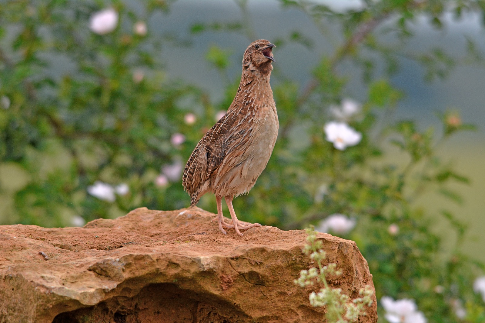 codorniz. Fotografía de José Manzano