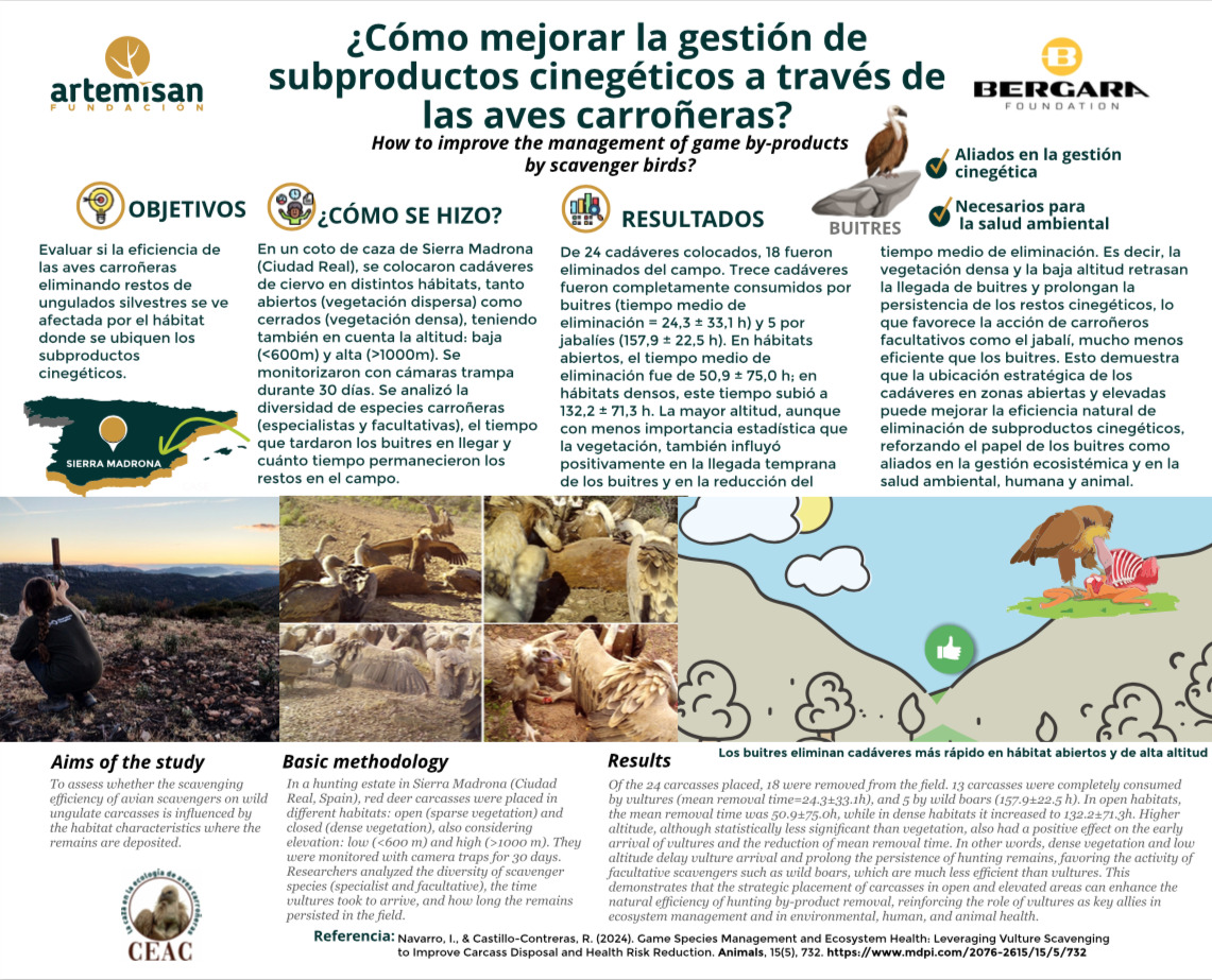 Estudio buitres aves carroñeras eliminación de cadáveres