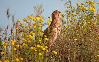 Codorniz, coturnix, fotografía de José Manzano