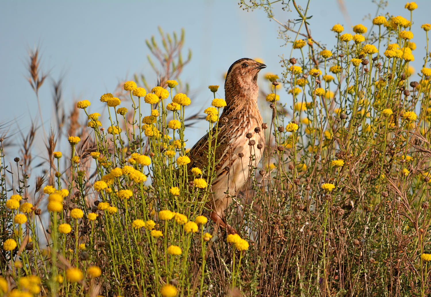 Codorniz, coturnix, fotografía de José Manzano