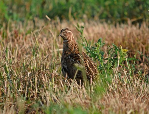 Más de 2.200 cazadores se suman al Coturnix Challenge, el primer censo simultáneo de codorniz a nivel nacional
