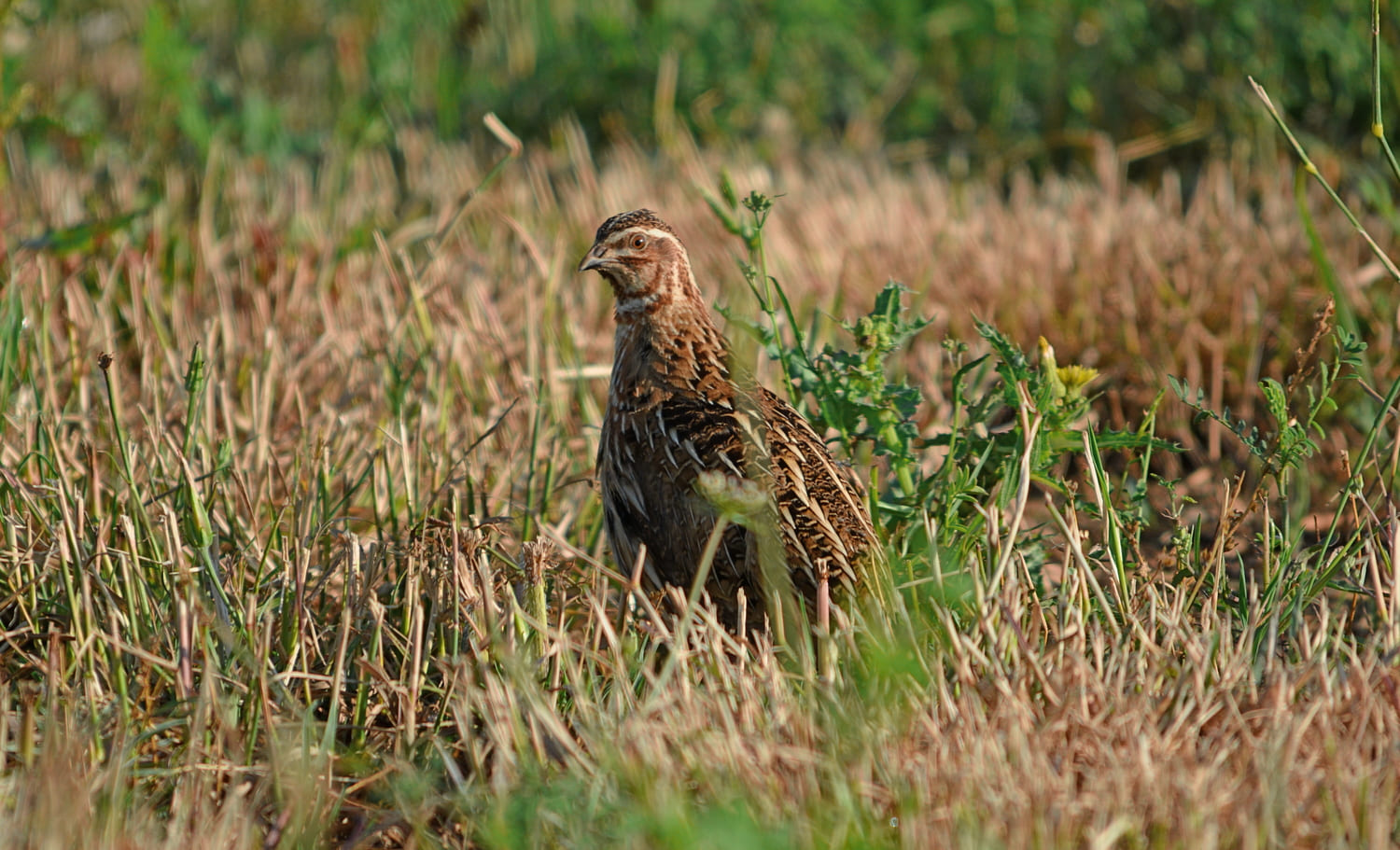 Proyecto coturnix. Codorniz. Fotografía de José Manzano