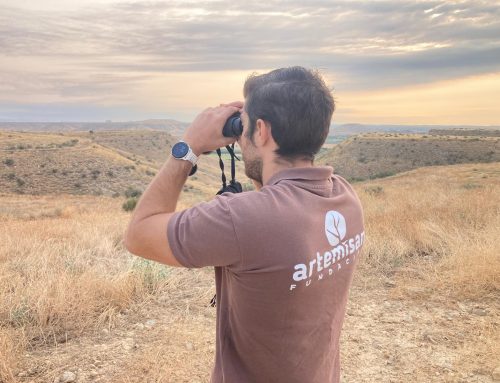 Los datos del sector cinegético entran a formar parte de los informes del MITECO sobre especies incluidas en las directivas europeas de Aves y Hábitat