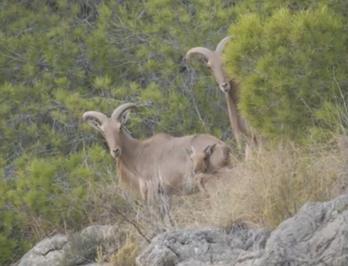 Un estudio demuestra que el arruí no compite con la cabra montés y cuestiona su estatus de invasor