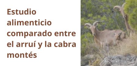 Estudio alimenticio comparado entre el arrui y la cabra montés