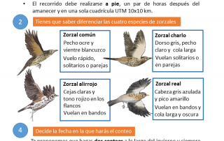 migratorias inverntantes