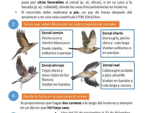 Nueva campaña de censos de aves migratorias invernantes en el Observatorio Cinegético
