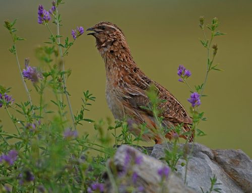 El proyecto Coturnix revela que España lleva a cabo una caza sostenible de codorniz