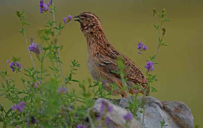 codorniz josé manzano